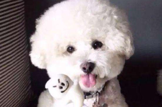 狗狗皮肤病怎么治