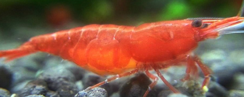 虾抱卵多久生小虾