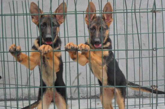 如何挑选德牧幼犬