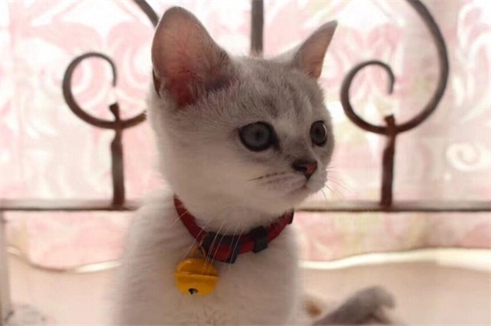 怀孕了养猫要注意什么