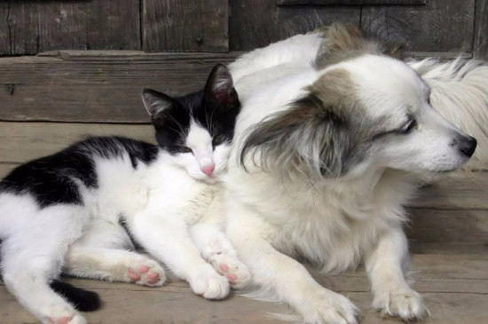 养猫狗会影响怀孕吗