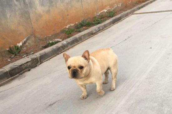 狗吃苹果有什么好处