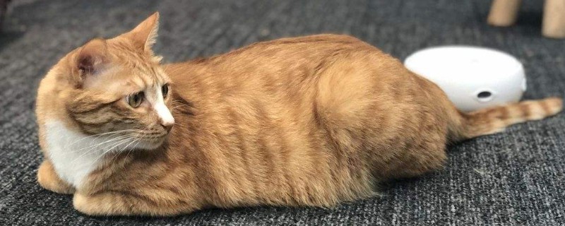 猫掉胡子正常吗