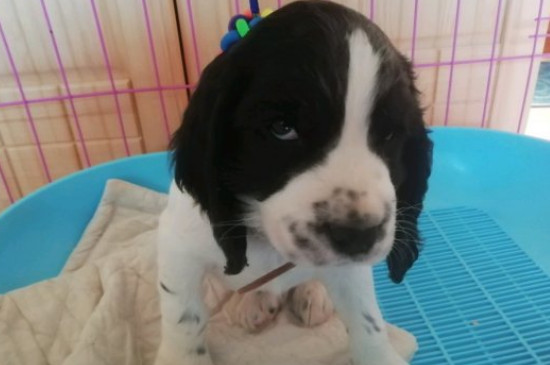 史宾格犬的优点和缺点