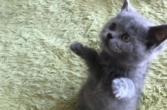 去除猫泪痕妙招