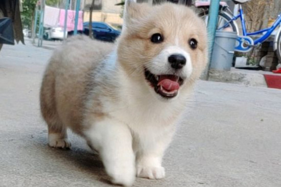 犬瘟症状是怎么引起的