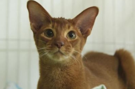 阿比西尼亚猫多少钱一只，纯种幼崽的价格在6000元左右