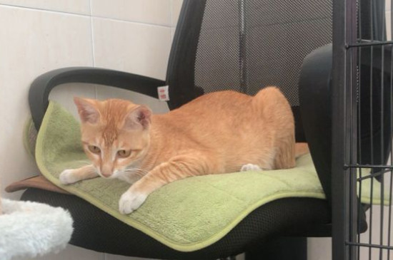 橘猫是土猫吗