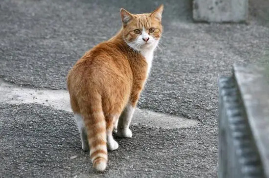 2个多月的野猫能变成家猫吗