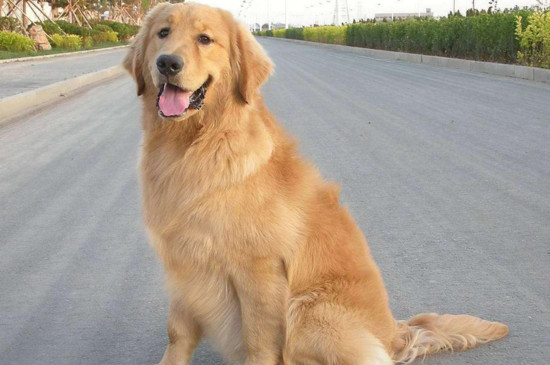 金毛犬会忘记旧主人吗
