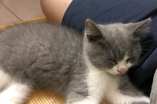 猫咪鼻子干燥是什么原因