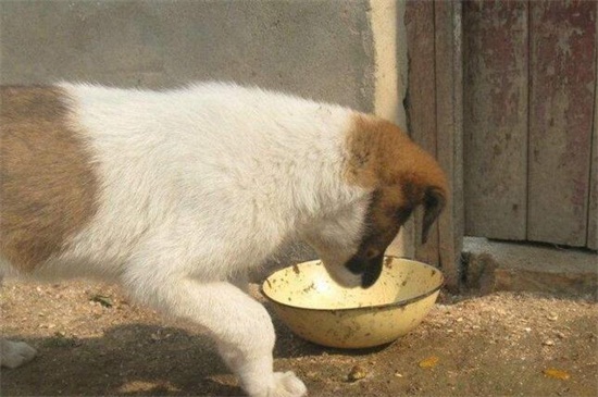 狗狗生完宝宝吃什么，适合狗狗产后吃的四种食物