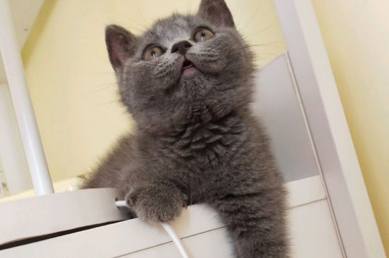 英短蓝猫洗澡注意事项