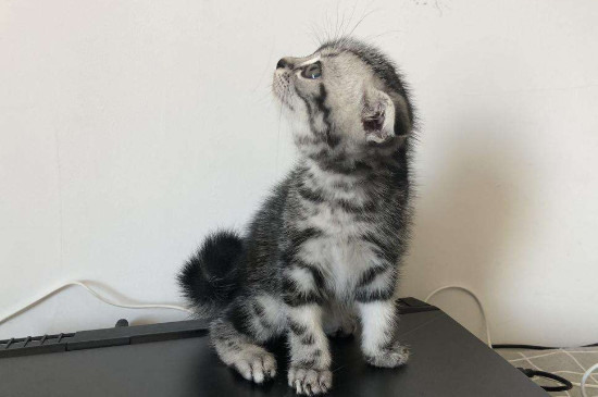 虎斑折耳猫容易发病吗