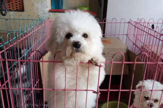 比熊犬寿命多少年
