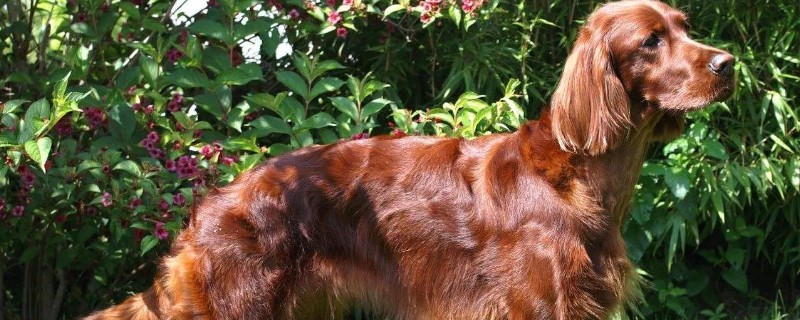 哥顿雪达犬幼犬多少钱，雪达犬价格智商和掉毛程度介绍