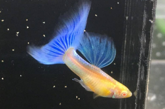 孔雀鱼好养吗