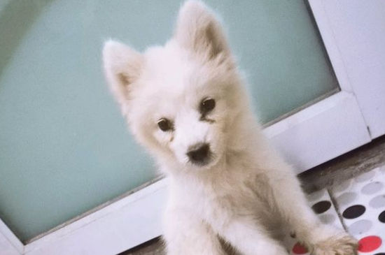 像狐狸的狗