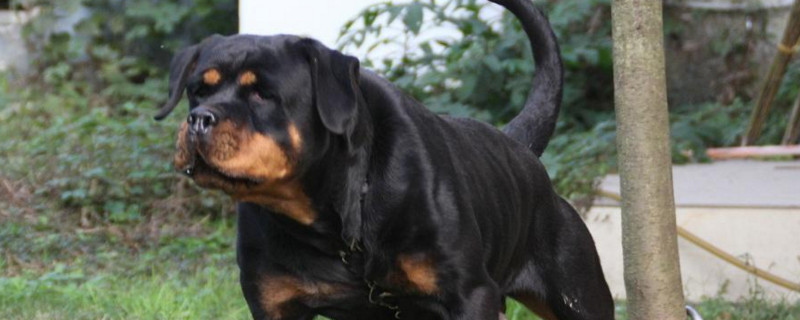 罗威纳犬需要断尾吗