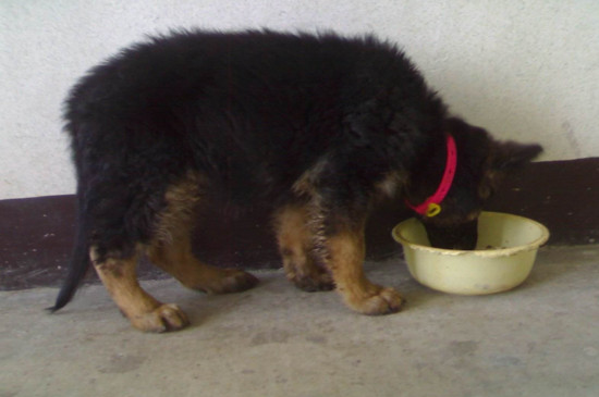 如何挑选德牧幼犬