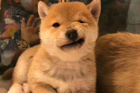 日本豆柴犬价格一般多少钱，纯种价钱至少需要10000元