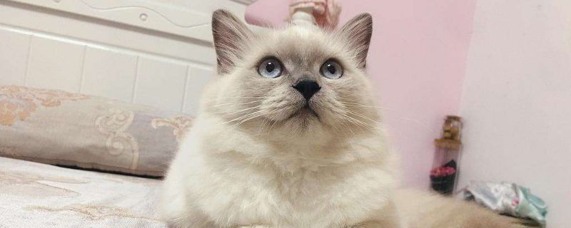 猫咪换毛期持续多久