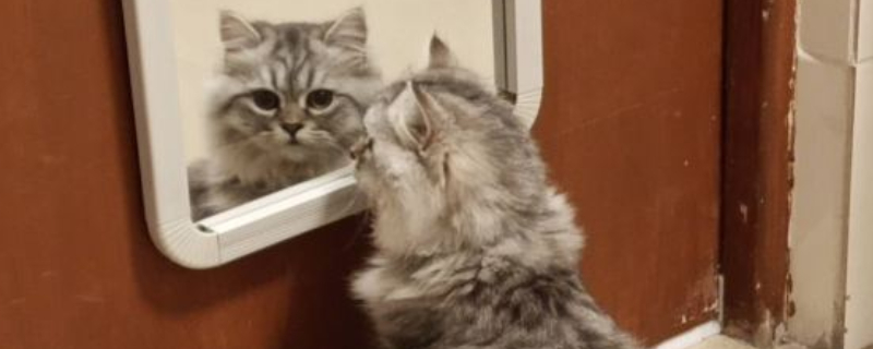 猫几天就发一次情咋回事