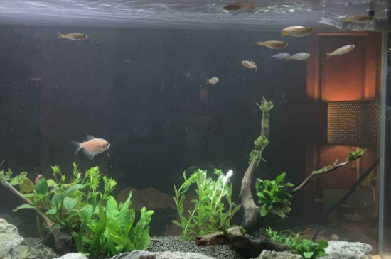 鱼缸怎么翻缸