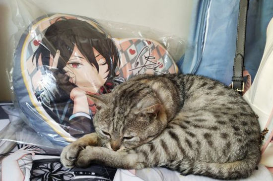 猫的腹部一抽一抽
