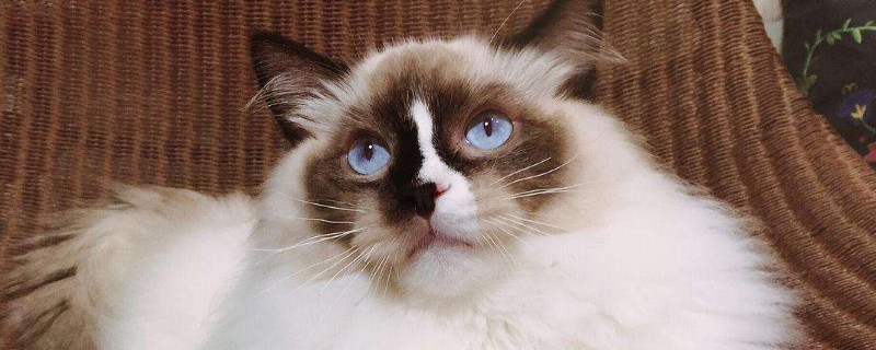 猫的胡须被剪掉会怎样
