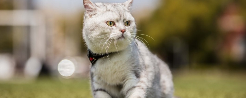 普通薄荷对猫咪有害吗