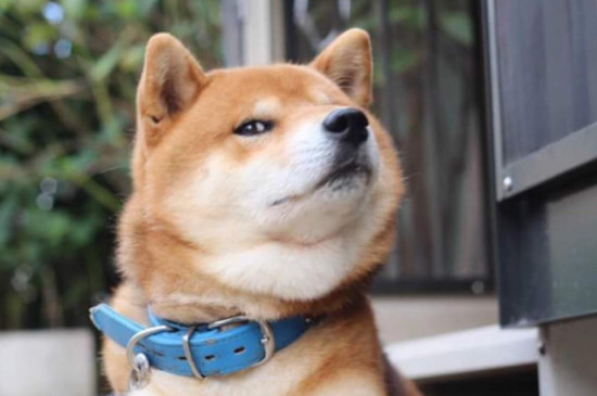 柴犬优缺点