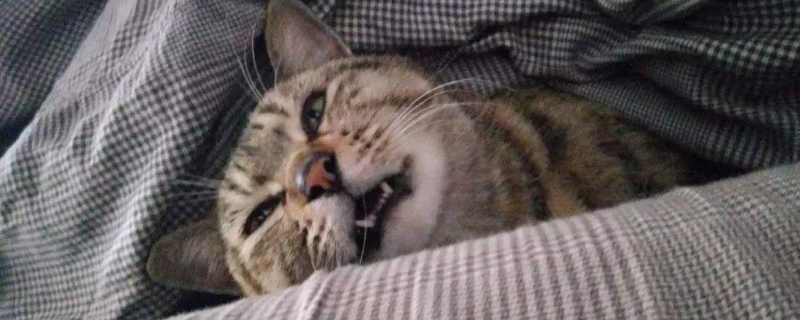 母猫乳房有硬块未生育