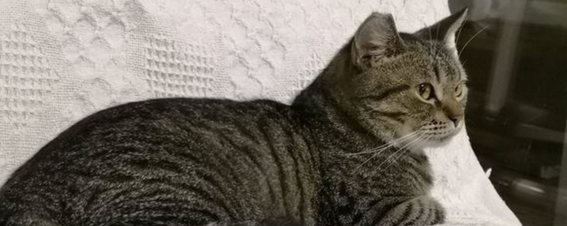 猫不吃饭精神不好怎么办