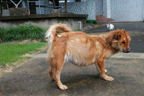 母狗怀孕多少天显肚子