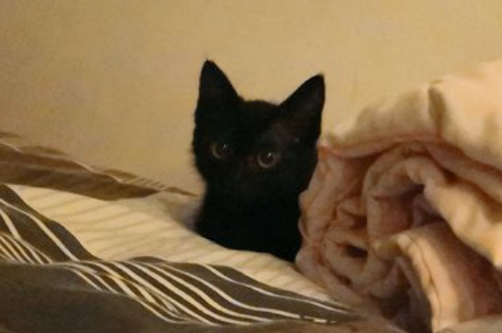 黑猫长白毛怎么回事，黑猫长出很多白色杂毛怎么办