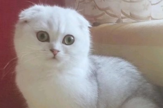 小猫多大可以吃猫粮