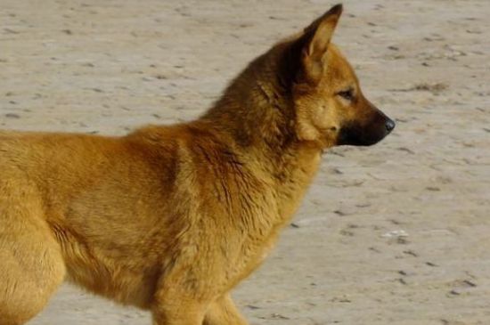 为什么禁养中华田园犬，血统不纯性格不稳属于烈性犬