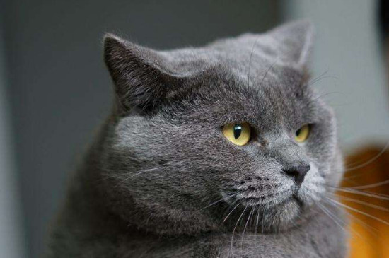 英短蓝猫多大可以配种