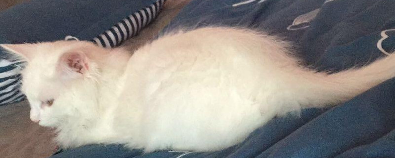 小猫挨打后吐了没事吧