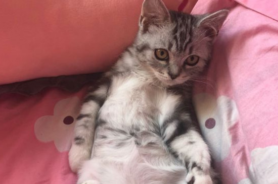 猫可以吃什么水果