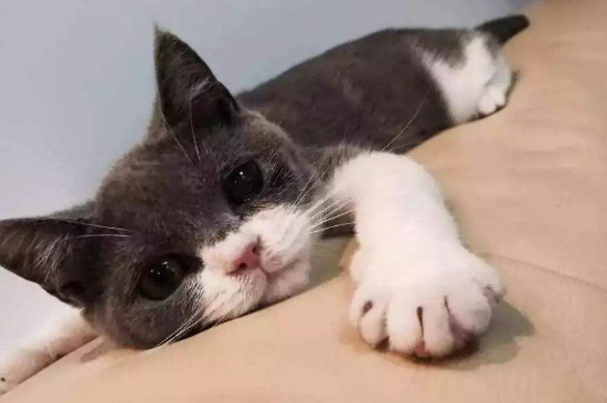 猫咪死胎滞留的表现
