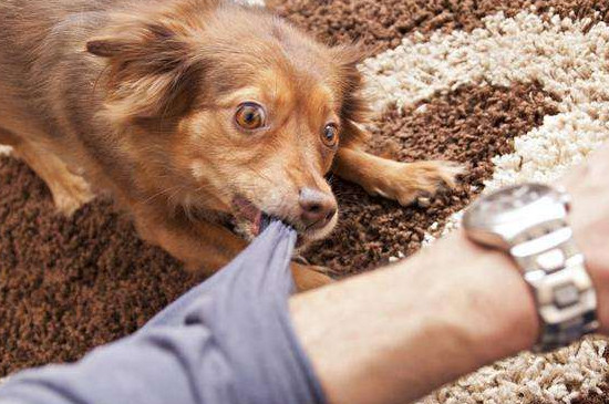 狂犬病的狗能活多久，3～5天内死亡率高达80%