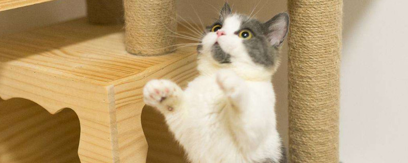 惊讶猫是什么品种