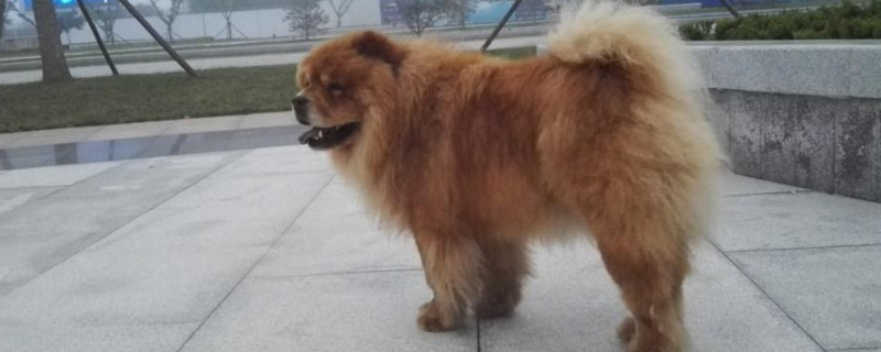 小型松狮犬怎么养