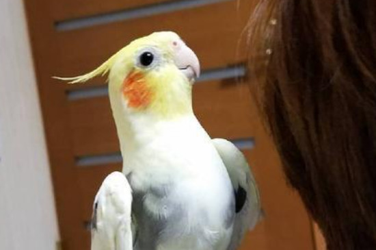 鹦鹉拉肚子一般几天死