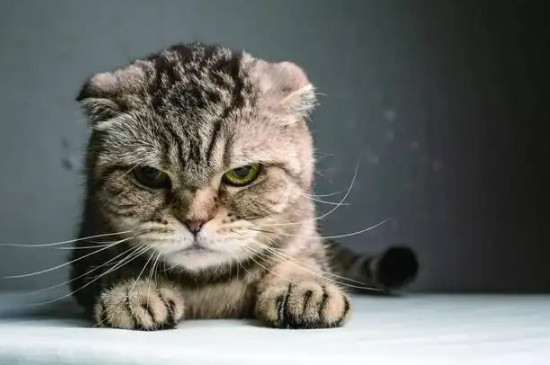 猫应激反应有哪些表现