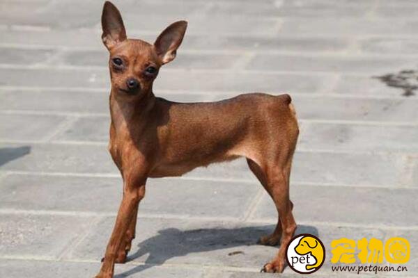 什么狗狗长不大，十种适合家养的中小型犬(泰迪最受欢迎)