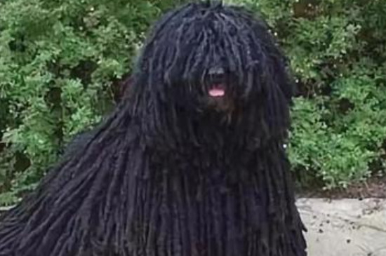 可蒙犬怎么洗澡