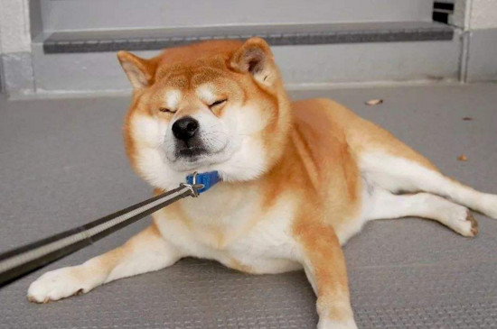 柴犬的缺点